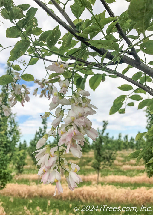 Closeup of a panicle of pinkish-white flowers with yellow centers.