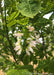 Closeup of a panicle of pinkish-white flowers with yellow centers.