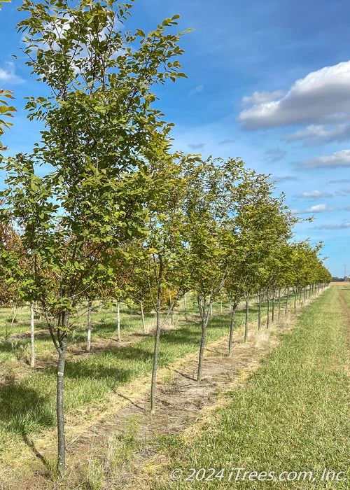 A row of Perkins Pink Yellowwood grow in the nursery with green leaves.