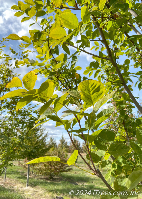 Closeup of the underside of green leaves.