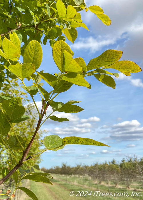 Closeup of the underside of a branch of green leaves.