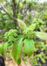 Closeup of shiny green leaves with a red tinge on the leaf edges, and small green flower buds.