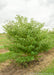 Multi-stem clump form Pagoda Dogwood in the nursery with green leaves.