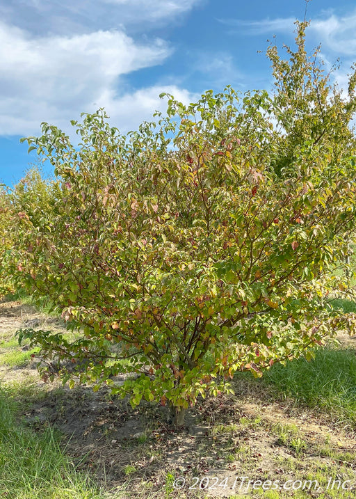 Multi-stem clump form Pagoda Dogwood in the nursery with green leaves.