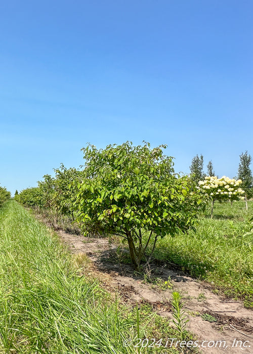 Multi-stem clump form Pagoda Dogwood with green leaves growing in a nursery row. 