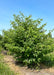 Multi-stem clump form Pagoda Dogwood grows in the nursery with green leaves.