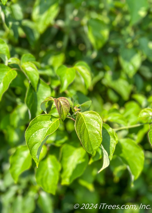 Closeup of newly emerged green leaves.