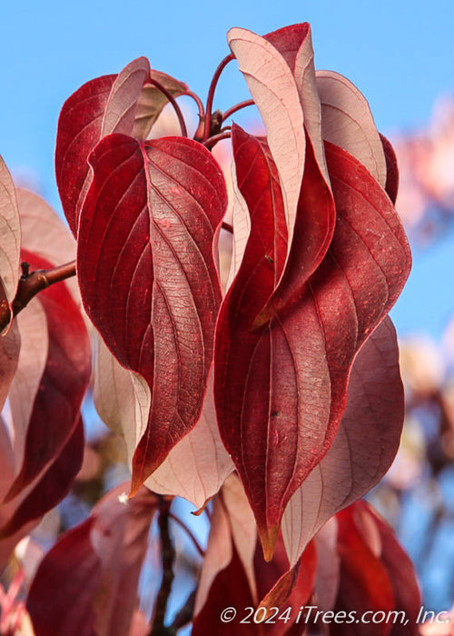 Closeup of deep red leaves.