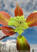 Closeup of newly emerged spring leaves with a red tinge to them, and green flower buds.