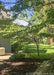 June Snow Dogwood planted in a shade garden in a backyard.