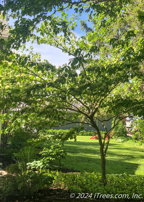 June Snow Dogwood planted in a shade garden in a backyard.