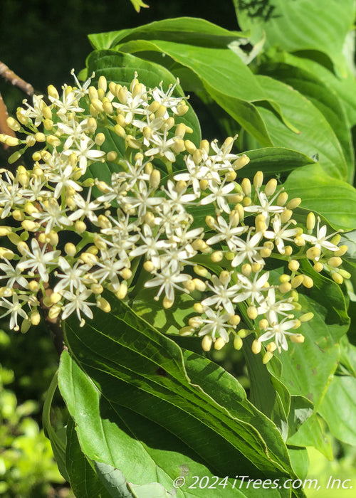 Closeup of small white flowers and green leaves.