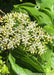 Closeup of small white flowers and green leaves.