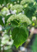 Closeup of large green leaves with small panicles of white flowers.