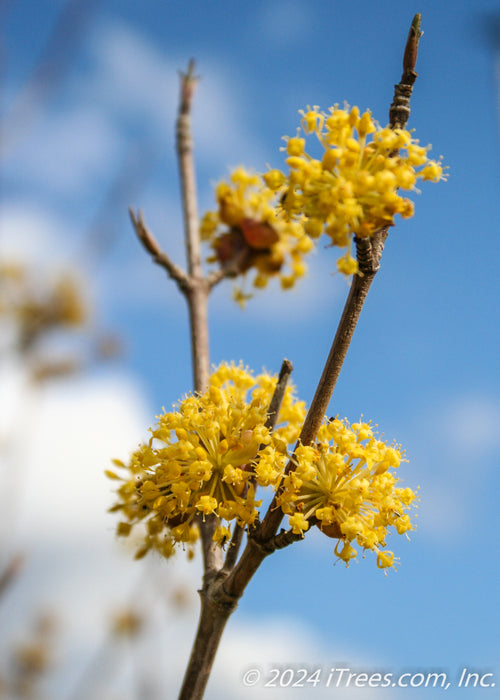 Closeup of bright yellow small flowers on the tips of the tree's branches.