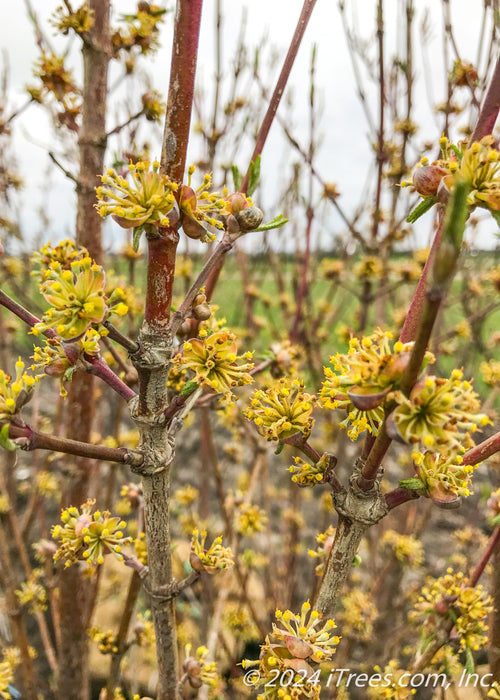 Closeup of branches with open shell-like buds open with small bright yellow flowers.