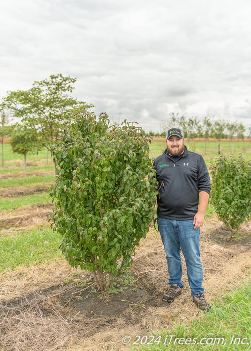 A clump form Golden Glory Dogwood in the nursery with a person standing next to it, with their head just at the top of the tree's crown.