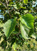 Closeup of large serrated green leaves.