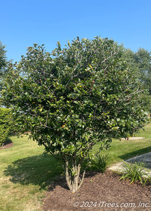 Multi-stem clump form Thornless Hawthorn planted in a landscape bed near a driveway.