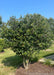 Multi-stem clump form Thornless Hawthorn planted in a landscape bed near a driveway.