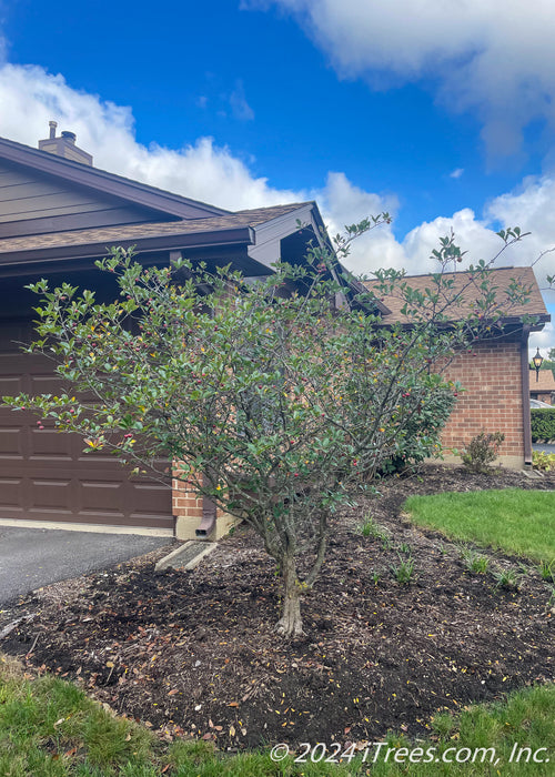 A low-branched Thornless Hawthorn with green leaves planted in a front landscape bed near the garage.