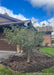 A low-branched Thornless Hawthorn with green leaves planted in a front landscape bed near the garage.