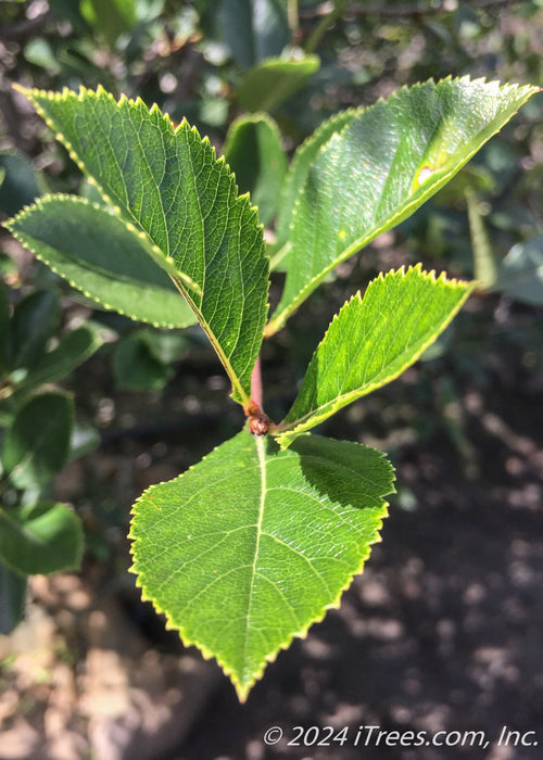 Closeup of bright shiny green leaves with sharply toothed edges.