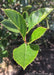 Closeup of bright shiny green leaves with sharply toothed edges.