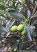 Closeup of newly emerged green fruit and shiny dark green leaves.