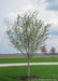 A newly planted single trunk Thornless Hawthorn with newly emerged green leaves planted in the front landscape of a country home.