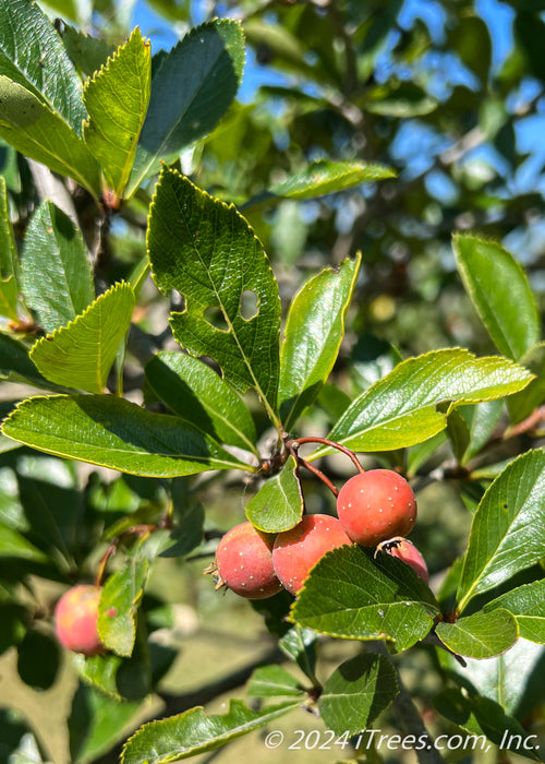 Closeup of shiny green leaves and red crabapple-like fruit.