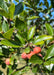 Closeup of shiny green leaves and red crabapple-like fruit.