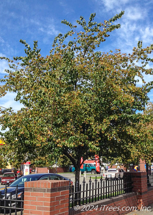 Washington Hawthorn with green leaves planted along a divider wall between a parking lot and a sidewalk in an urban area.