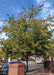 Washington Hawthorn with green leaves planted along a divider wall between a parking lot and a sidewalk in an urban area.