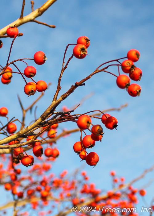 Closeup of red fruit.