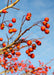 Closeup of red fruit.