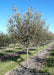 A single trunk Winter King Hawthorn at the nursery.