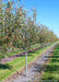 A row of single trunk Winter King Hawthorn at the nursery with green leaves.