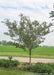 A newly planted Winter King Hawthorn planted in a front landscape bed near a driveway.