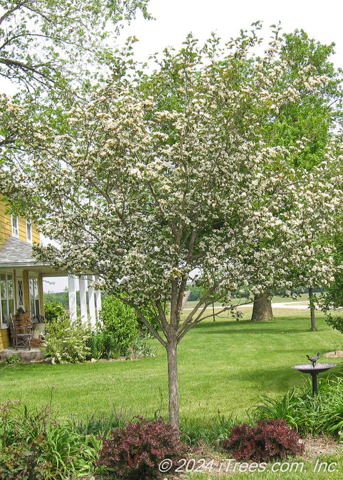 A newly planted single trunk Winter King Hawthorn in bloom planted in a front landscape bed.