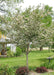 A newly planted single trunk Winter King Hawthorn in bloom planted in a front landscape bed.