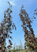 Closeup of the upper canopy of two Purple Fountain Beech showing their long, narrow weeping branch structure.