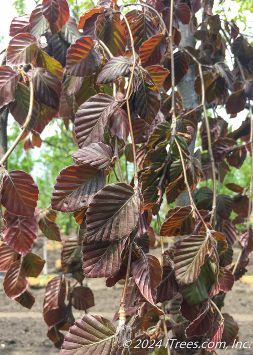 Closeup of dark greenish purple leaves.