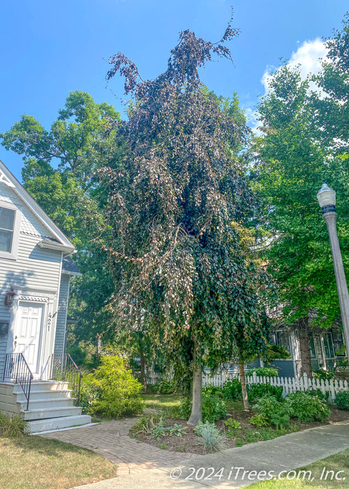 A maturing Purple Fountain Beech planted in the front landscape of a home near the front walkway and sidewalk. Seen with long weeping, narrow branching with greenish-purple leaves.