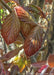 Closeup of bronze-purple shiny leaves.