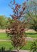 A newly planted Rivers Purple Beech with dark purple leaves.