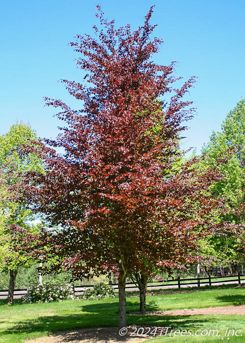 A mature Rivers Purple Beech with dark purple leaves.