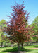 A mature Rivers Purple Beech with dark purple leaves.