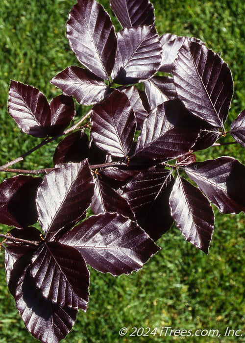 Closeup of dark shiny purple leaves.