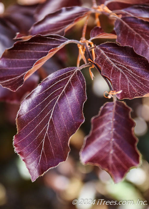 Closeup of dark purple leaves with fuzzy edges.